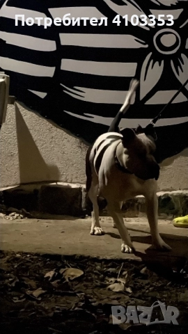 ТОП американско були за разплод по всяко време, снимка 4 - Питбул - 52446365