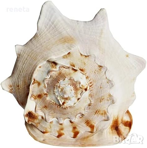 Раковина Cassis Cornuta Approx, Естествена, 26х20х25 см, снимка 1