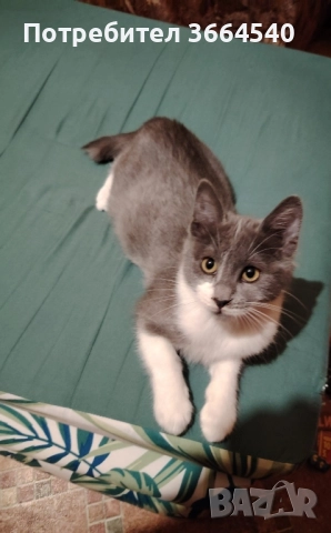 бебе полупородисто, мъжко котенце, снимка 2 - Други - 52425995