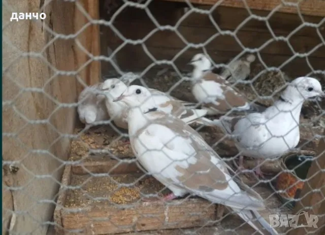 скумруци-гугутки, снимка 3 - Гълъби - 48050041