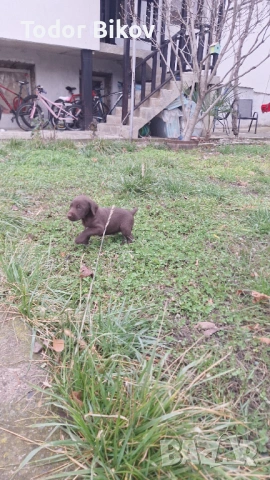 Свободни дратхаарчета , снимка 12 - Дратхаар - 53014939