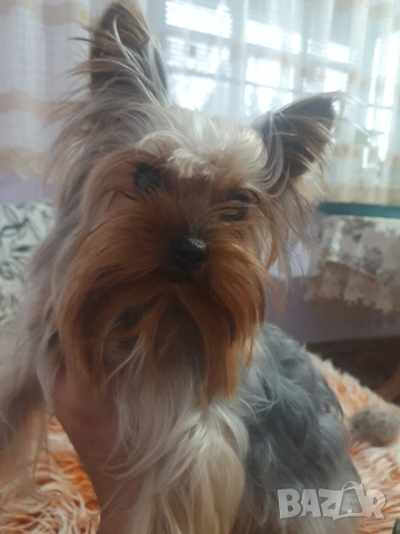  Мини Йорки женска, снимка 5 - Йоркширски териер - 52770169