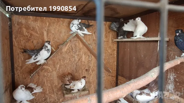 продавам руски гълъби
