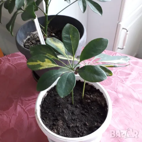 Шефлера  - две саксии, снимка 6 - Стайни растения - 50242910