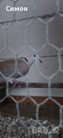 Гугутки скумрийки, снимка 7 - Гълъби - 52967544