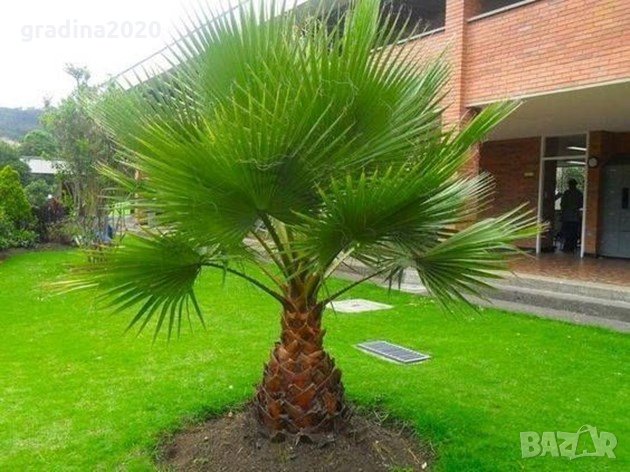 Палма Вашингтония в Разсади в гр. Разград - ID34801229 — Bazar.bg