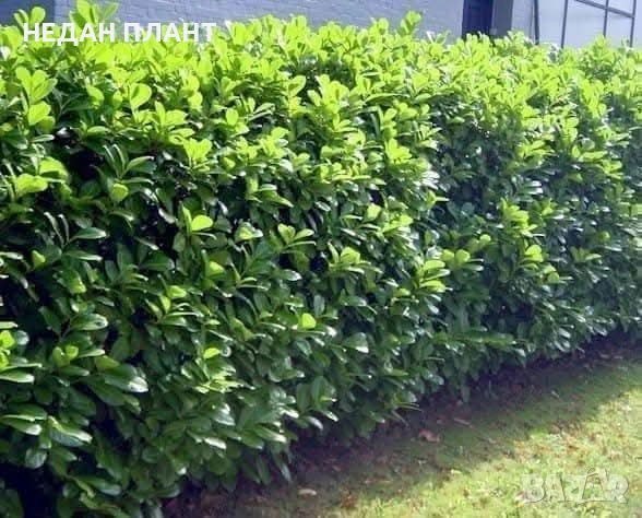 Лавровишна "Новита"