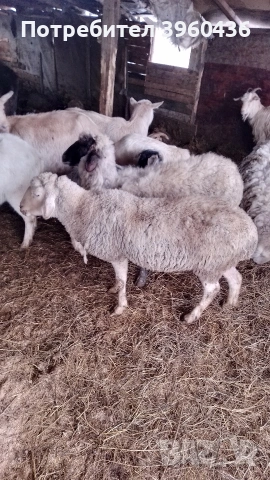продавам овце , снимка 5 - Овце - 53193535