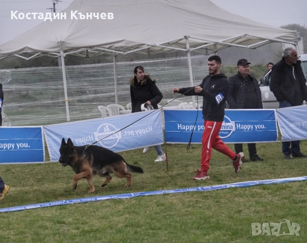 Немско овчарско куче, снимка 5 - Немска овчарка - 52859498