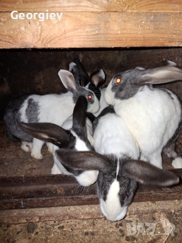 Заек или заешко месо , снимка 6 - Домашни продукти - 48620664