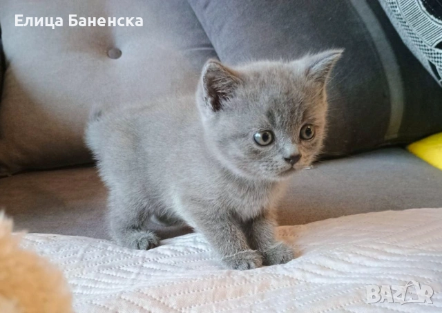 Британски котенца