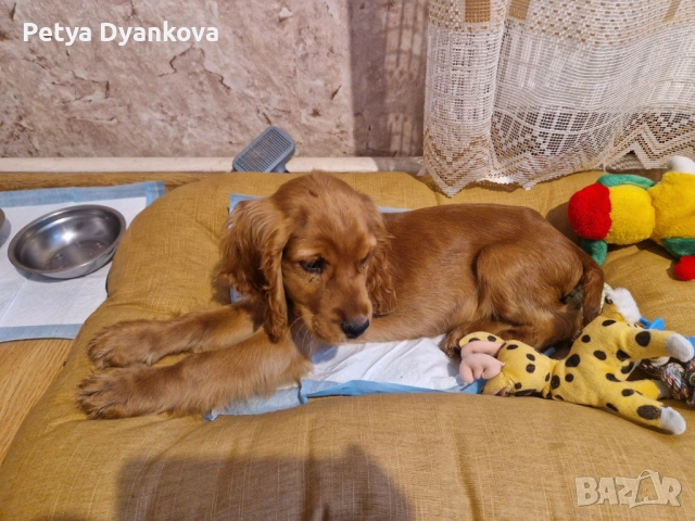 Кокер шпаньол, снимка 4 - Кокер шпаньол - 52896598