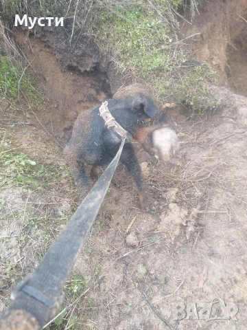 Женски ягтериер за лов. 