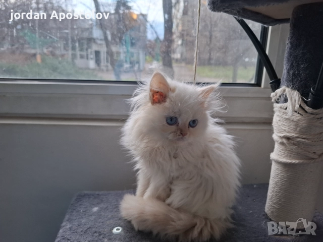 Малки,сладки и гушливи ангелчета търсят своя нов обичан дом!, снимка 5 - Персийска - 52999813