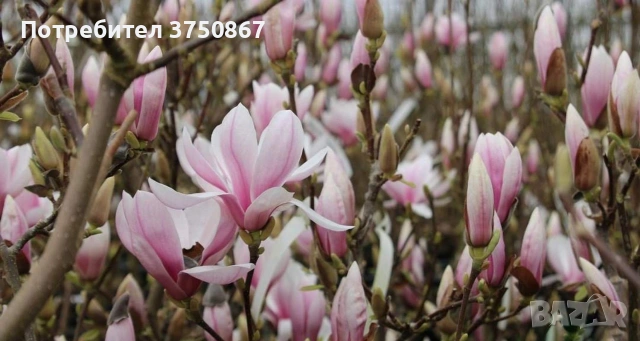 🩷🌿🌸 Магнолия Soulangeana (Magnolia × soulangeana)