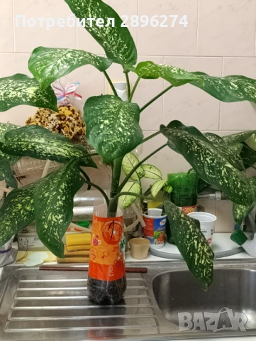  Дифенбахия !!! РАЗПРОДАЖБА (-40%)!!!, снимка 18 - Стайни растения - 46264327