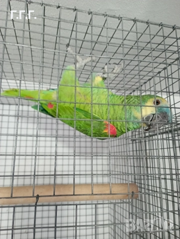 Женска синьочела амазона 