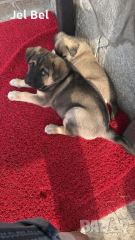 Кученце Кръстоска Алабай Х Белгийска Овчарка с Доставка