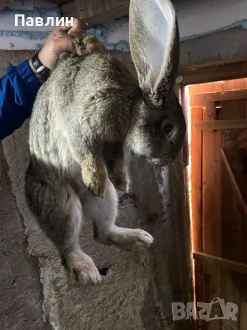 Зайци, снимка 7 - Други - 48715045