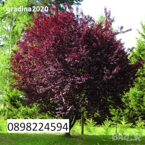 Червенолистна слива