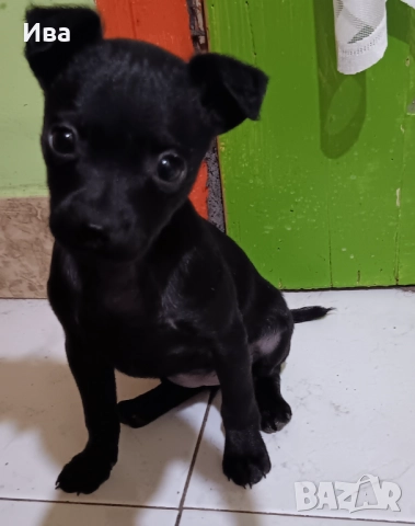 Свободна ваксинирана чистокръвна мини пинчер дама