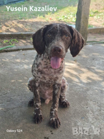 Продавам 3 кучета за трюфели, снимка 5 - Други - 53684557