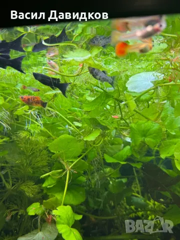 Живородни рибки  Плата, Гупа , Милинезия , снимка 5 - Рибки - 48259225