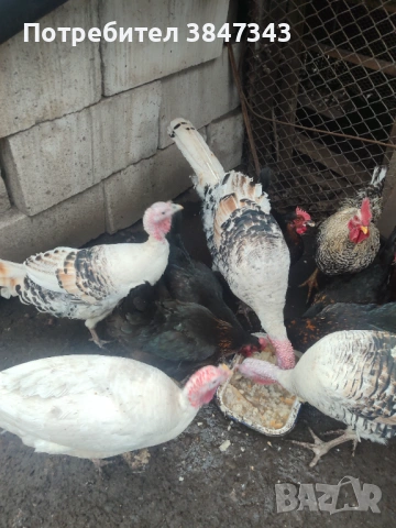 Млади пуйки