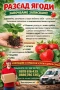 Разсад ягоди  , снимка 1