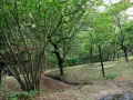 Парцел 530 кв.м сред борова гора, на 25 км от Боровец и 40 км от София, снимка 6