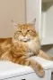 Maine coon чистокръвни, снимка 14