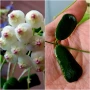 Хоя Hoya rotundiflora, снимка 1