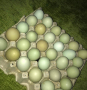 Зелени - Сини оплодени яйца