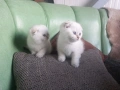 Продавам шотландски клепоухи котета, мъжки , снимка 5
