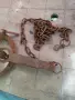 стар капан за дивеч, снимка 3