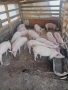 Продавам малки прасета , снимка 2