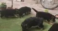 Немска овчарка момиче, снимка 3