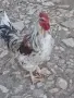 Петел лично предаване в Кърджали , снимка 1