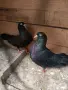 чифт гълъби на въртене дрезгави на глас , снимка 2