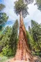 Екзотични нови 15 семена гигантска секвоя мамутово дърво sequoiadendron giganteum декорация в двора, снимка 13