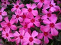 Флокс-стелещ, снимка 1 - Градински цветя и растения - 42639430