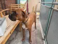 Подарявам боксер, снимка 2