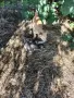 Търсят си дом! Безплатно!, снимка 4