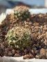 Кактуси Mammillaria Papasquiarensis, снимка 7