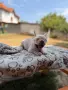 Френски булдог Lilac fawn , снимка 10