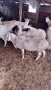 продавам овце , снимка 5