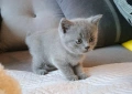 Британски котенца, снимка 1