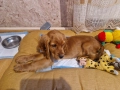 Кокер шпаньол, снимка 4