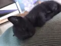 Подаряваме котенца, снимка 5