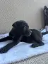 Бебета Кане Корсо, снимка 5